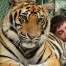 Толкование сновидений с тиграми в соннике Фрейда