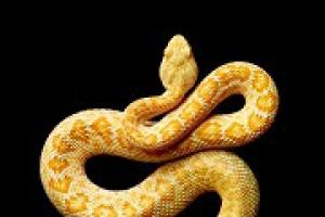 Сонник — толкование змей