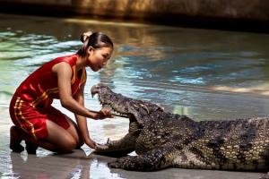 К чему снится маленький крокодил: девушке, женщине, беременной, мужчине – толкование по разным сонникам
